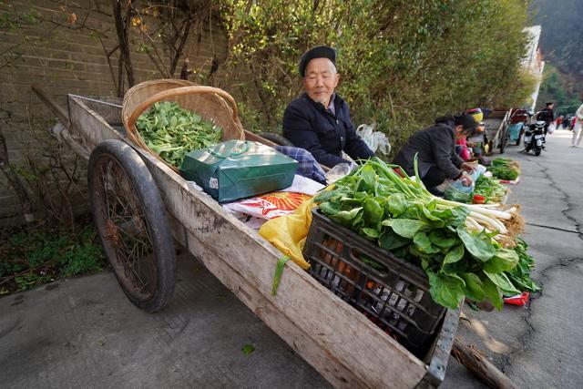 老年人卖菜拉车，生活的坚持与社会的关怀_解答解释