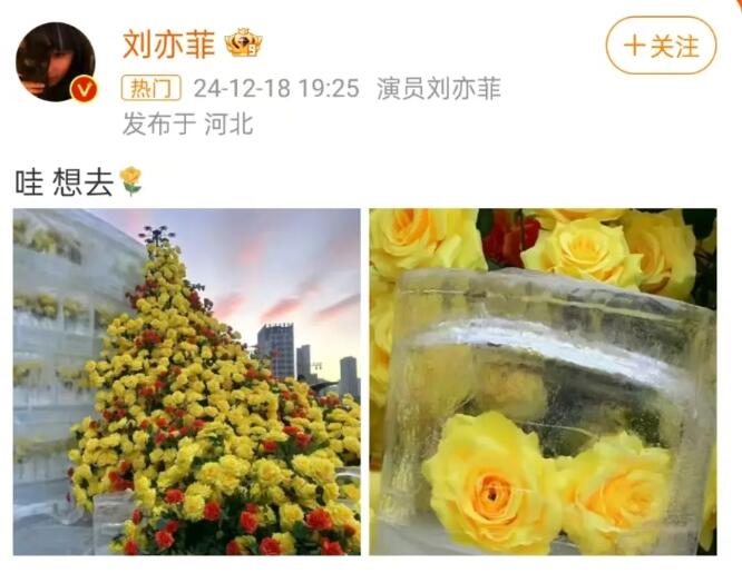 冰封黄玫瑰，刘亦菲的期待与追寻_全面解释落实