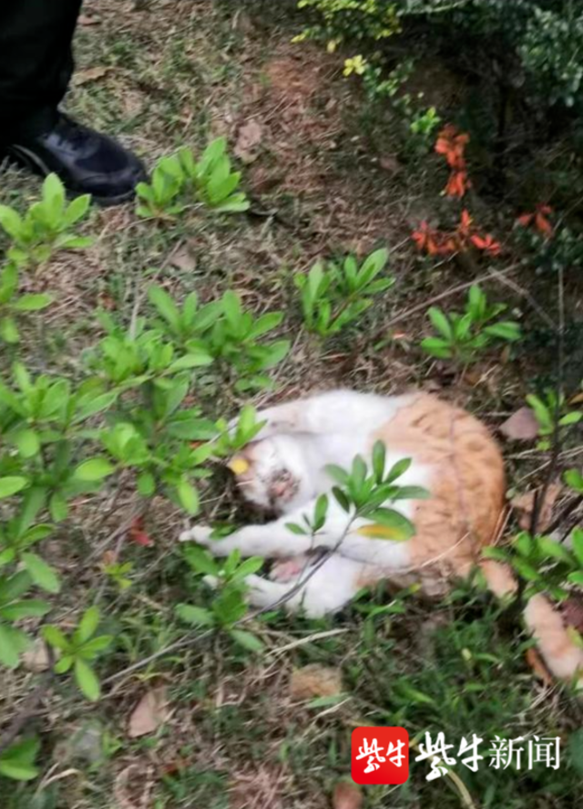 植物园内流浪猫死亡事件探究_全面解答解释落实