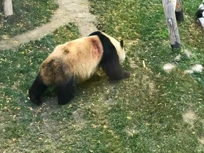 国宝大熊猫遭虐待？造谣者遭罚！揭示背后的真相与正义之光