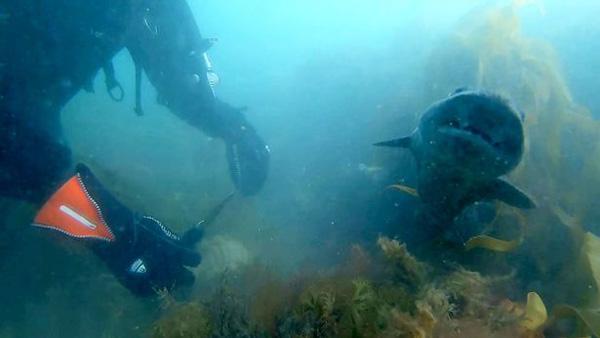 深海惊魂，9人潜水失联28小时，环绕鲨鱼群挑战生存极限