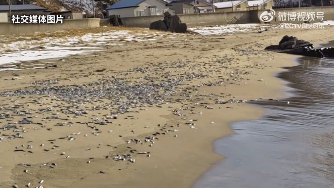 北海道沙滩大量死鱼