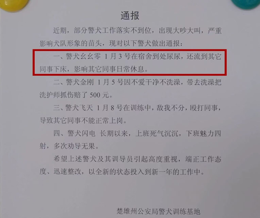 警犬幺幺零连续四周被通报的背后故事