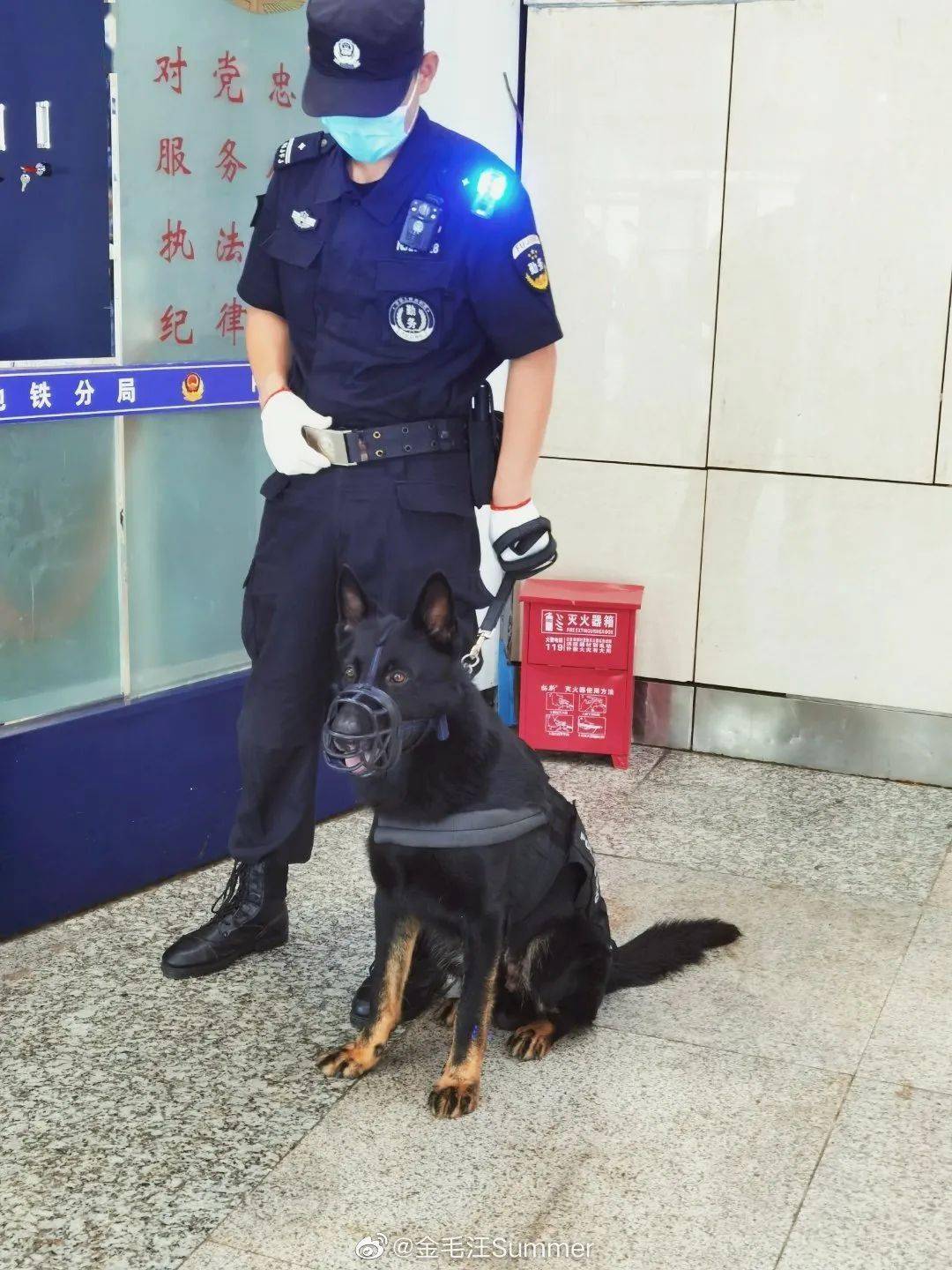 震惊！四只警犬上班摸鱼、四处尿尿，引发全网热议