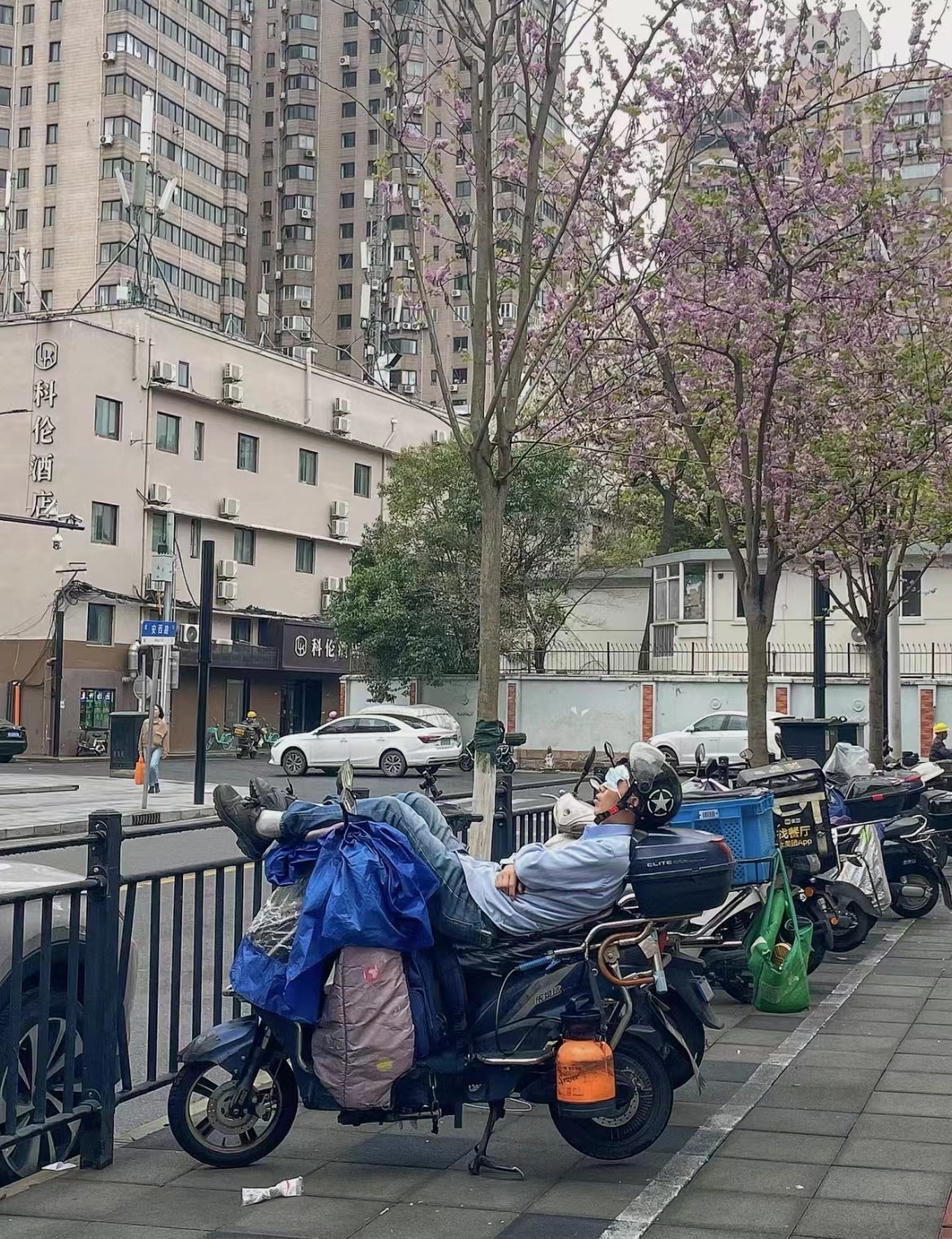 男子在上海街头骑车遛卡皮巴拉，一场独特的都市奇遇