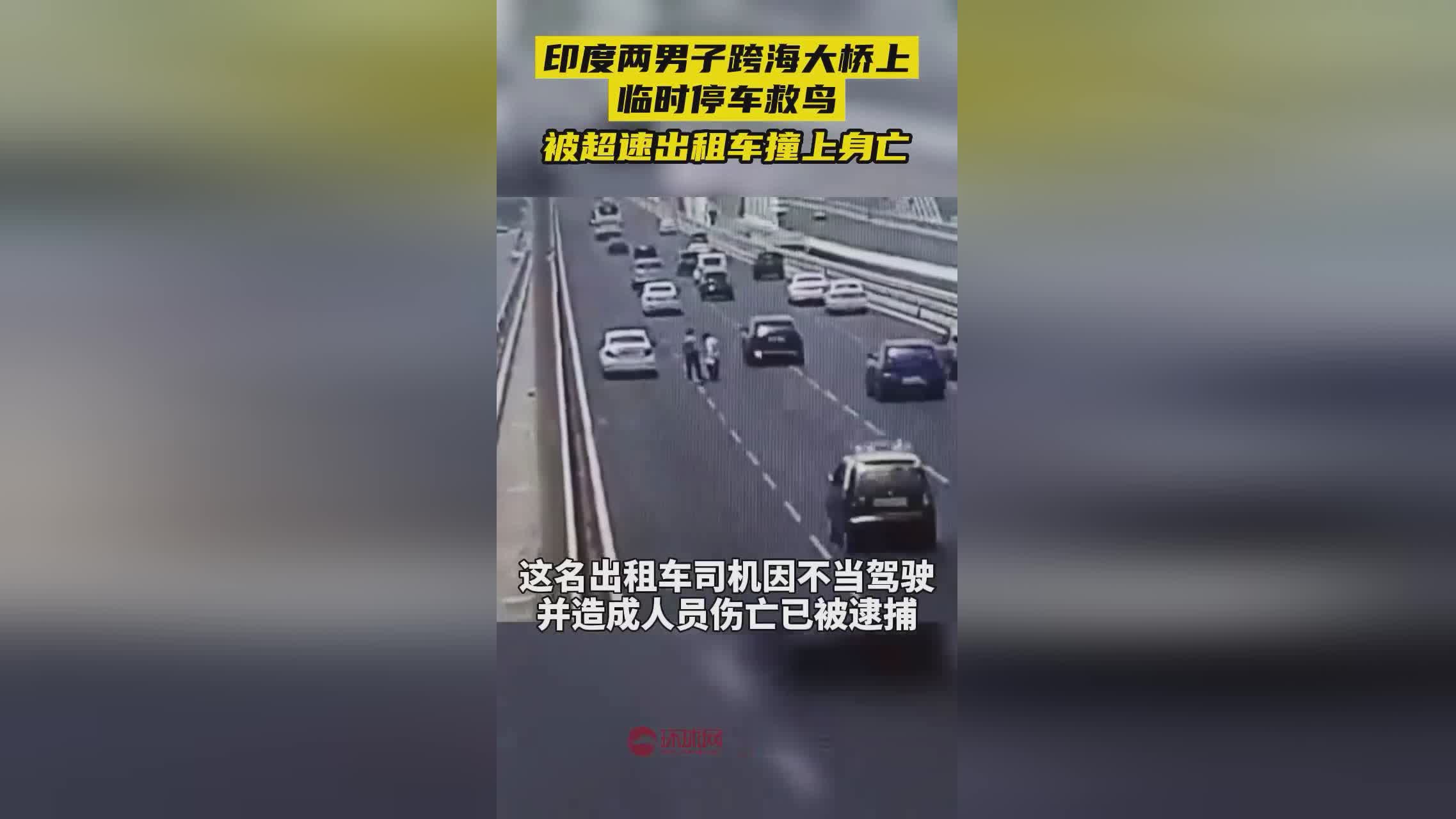 列车因撞鸟临时停车