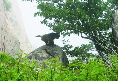 山东鹤伴山景区遭遇野猴袭扰，人与自然的和谐呼唤