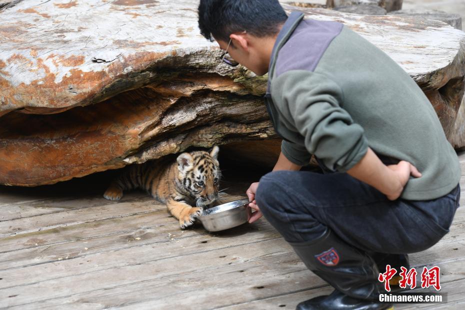 东北虎也架不住南方小土豆投喂——探寻跨界合作的魅力