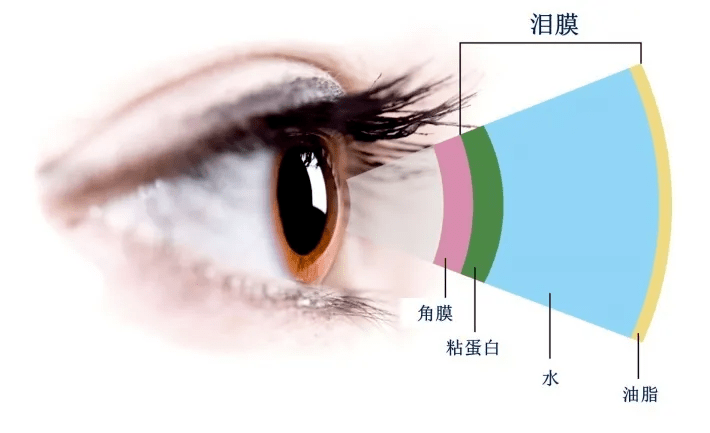 每次眨眼都是在修复泪膜，眼部健康的微妙律动