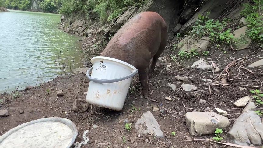 钓鱼钓起200斤肥猪