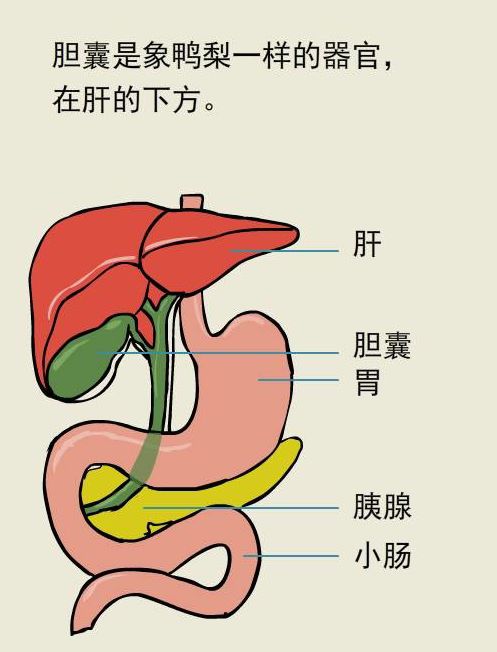 蔡明因长期忽略早餐引发胆摘除危机！揭秘背后的健康真相