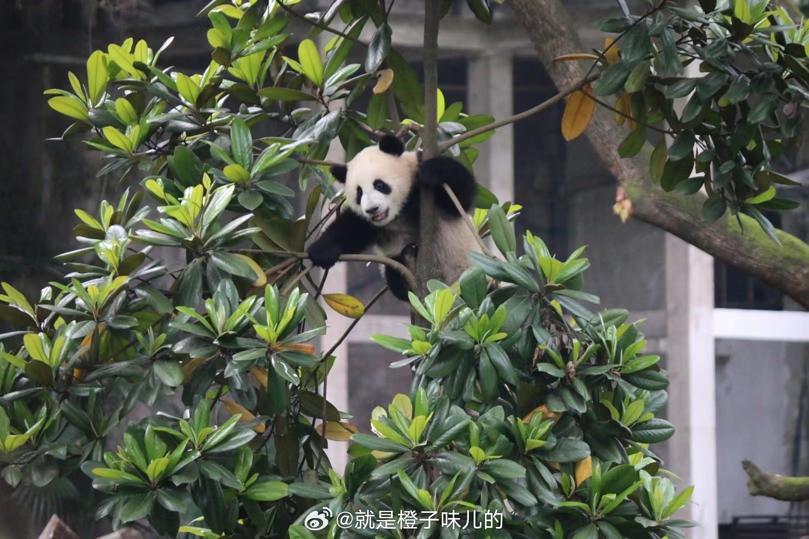 熊猫莽灿灿伤情通报，紧急救治中的危机与期待