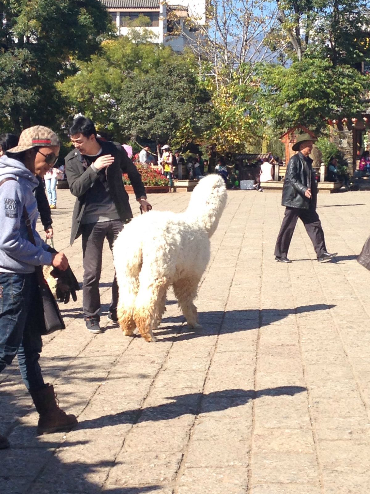 惊现羊驼遭暴踢事件！街道办回应马帮旅拍引发社会热议