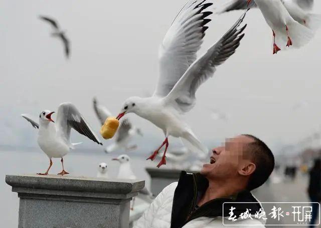 海鸥惊喜反喂，小朋友意外收获自然和谐之美