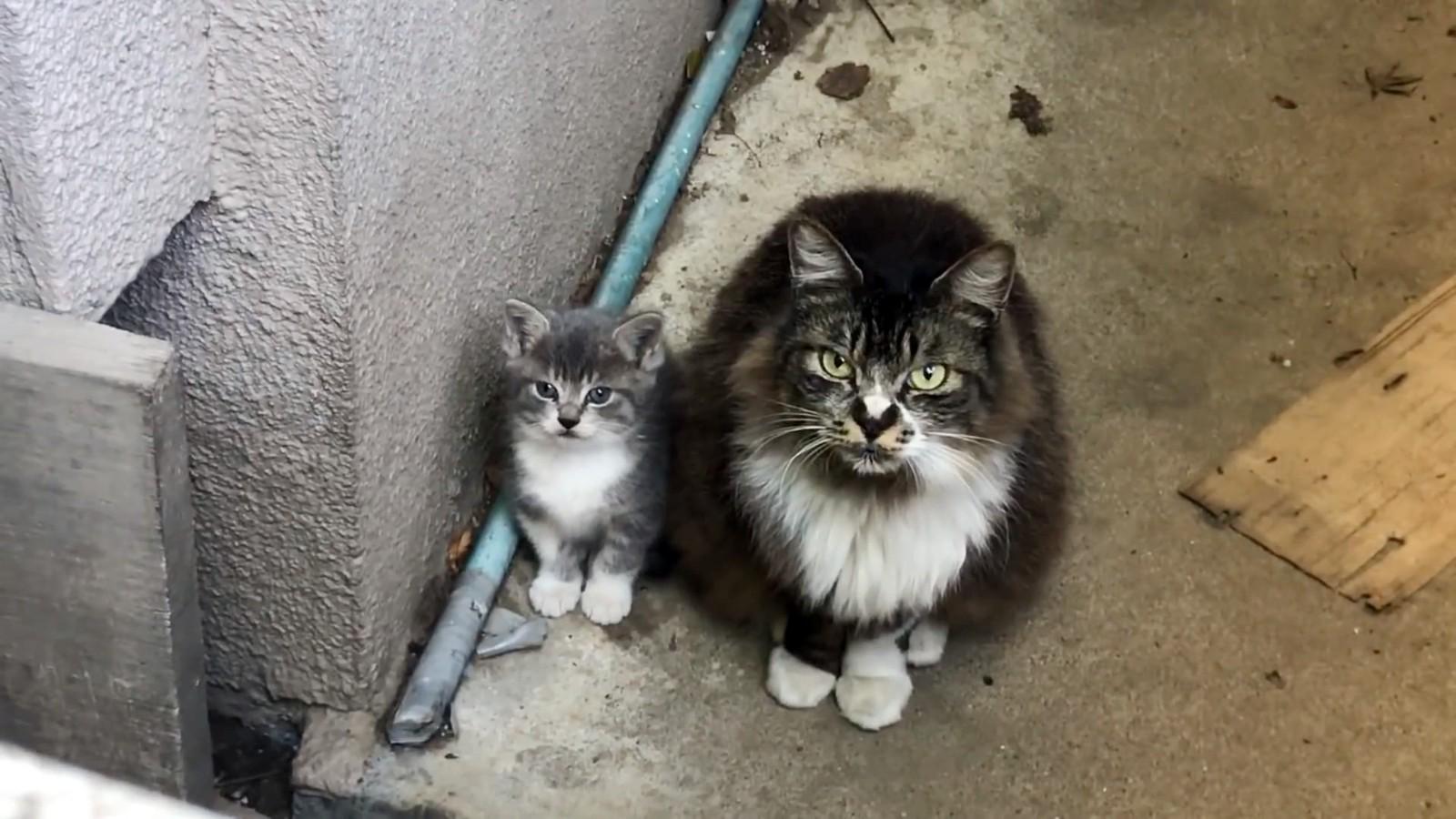 感动人心！流浪猫携幼崽感恩遇见，与人类搭建暖心桥梁