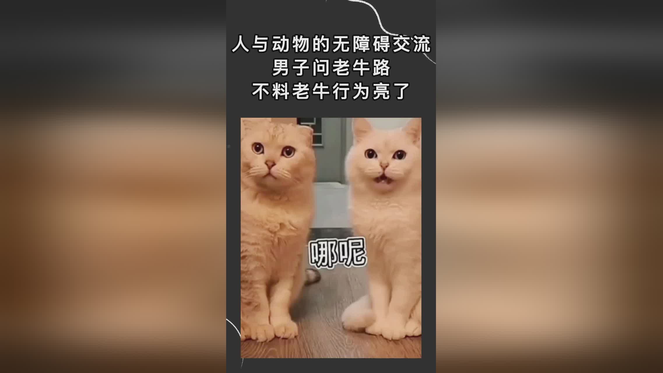 牛与主人“无障碍交流”