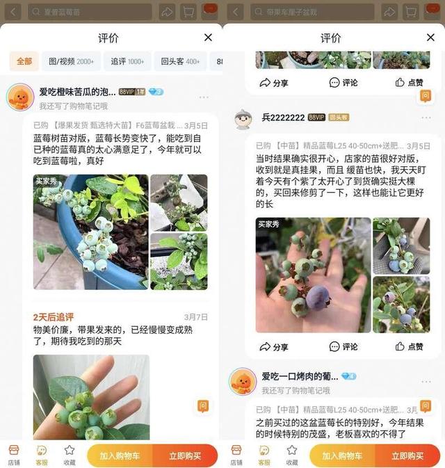 蓝莓盆栽火了 一个月成交超百万盆