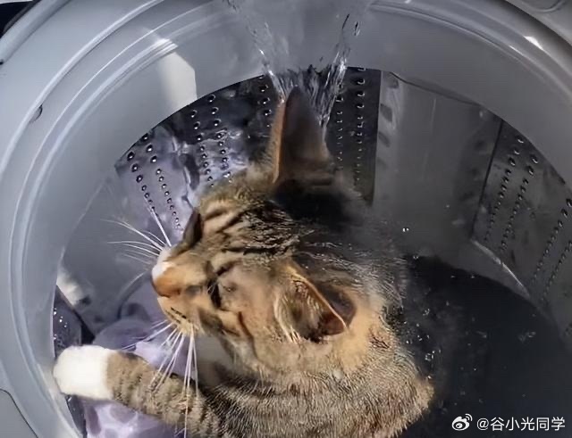 震惊！猫咪洗衣机历险记，五分钟生死劫，揭秘背后的故事